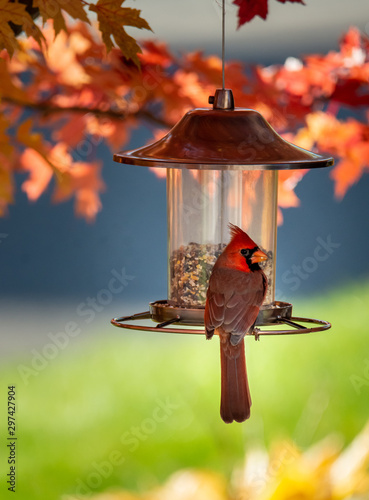  Cardinal bird on a bird feeder photo