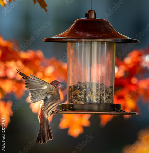  Cardinal bird on a bird feeder