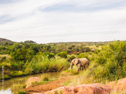 Sticker elephants africa