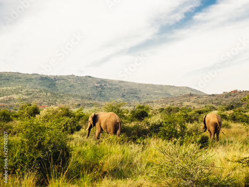 elephants africa © victor