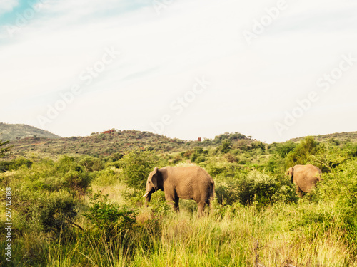 elephants africa