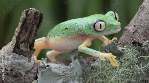 Lemur Leaf Frog with bug-eyes crawling away 4K
