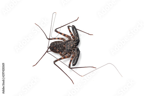 Tailless Whip scorpions isolated on white background