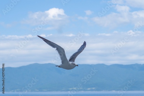 seagull in flight