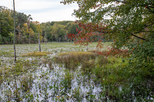 chesapeake bay tidal pond calvert cliffs state park southern maryland usa photo