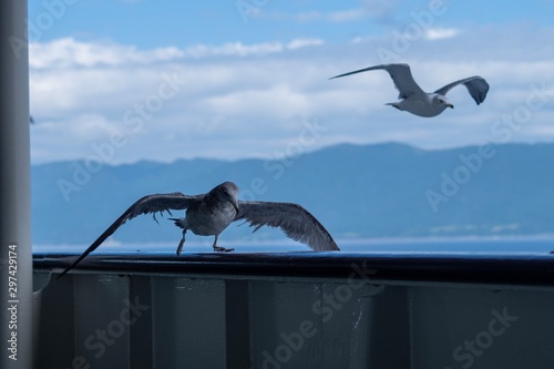 seagull flying, landing