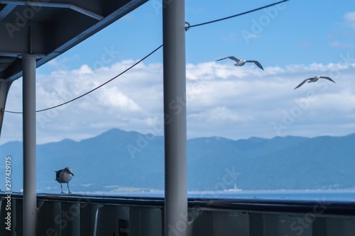 seagulls 