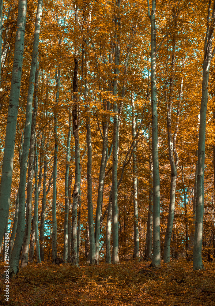 Fototapeta premium Oak forest