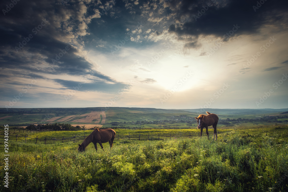 Obraz premium horse on pasture at sunset