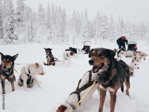 dogs in snow