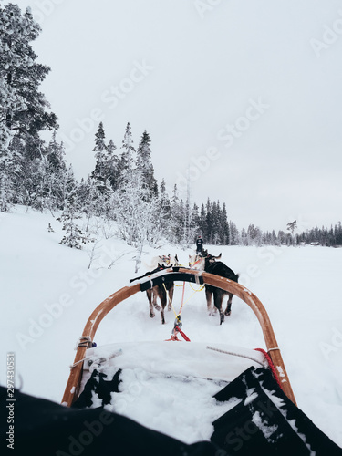 sled dogs