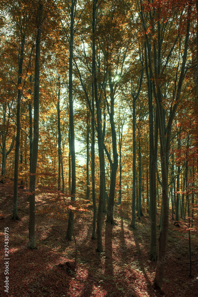 Obraz premium Oak forest