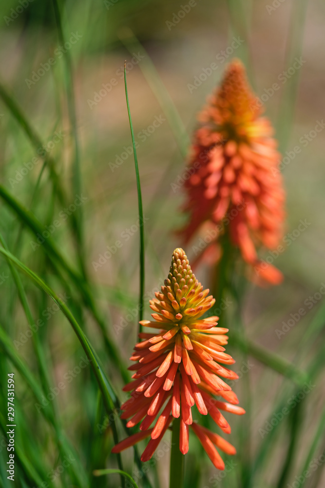 Red hot pokers in a garden during spring Red hot pokers in a garden during spring