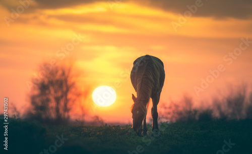 silhouette of a horse in sunset