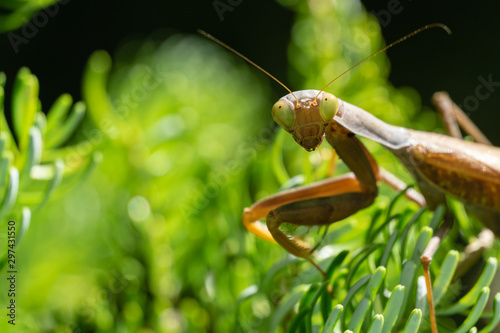 Portrait of brown female European Mantis or Praying Mantis in natural habitat. Mantis Religiosa looking at camera and sits on branches of Abies koreana Silberlocke. There is place for text © MarinoDenisenko