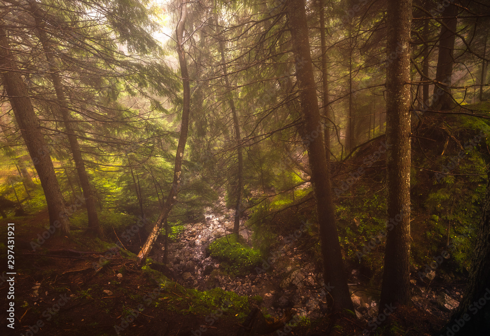 autumn in the forest