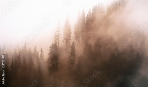 fog in the forest © IoanBalasanu