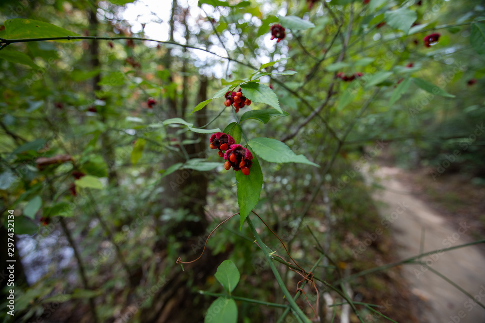 red seed pod along trail at calvert cliffs state park in southern maryland usa red seed pod along trail at calvert cliffs state park in southern maryland usa