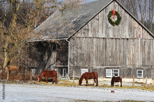 Horses by Christmas Barn