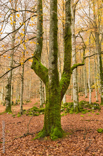 Autumn Landscape in the mountain range of Urbasa, Navarra. Spain