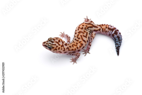 African fat tail gecko isolated on white background