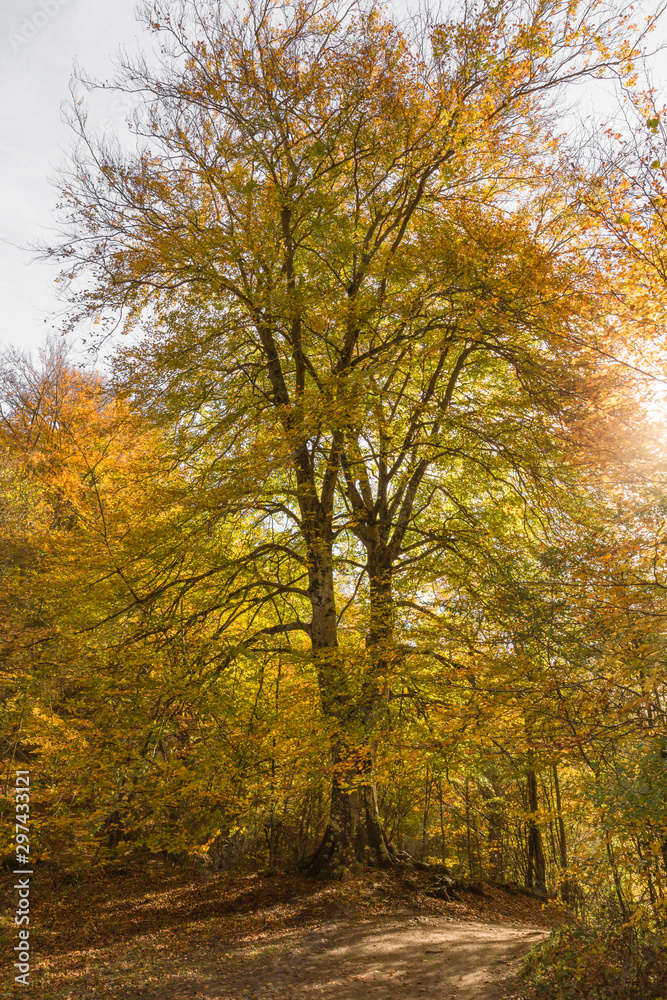 Fototapeta premium Autumn Landscape in the mountain range of Urbasa, Navarra. Spain