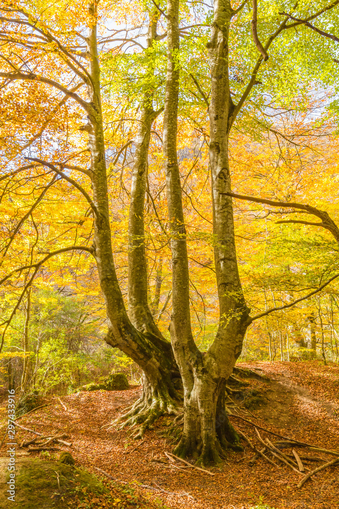 Autumn Landscape in the mountain range of Urbasa, Navarra. Spain Autumn Landscape in the mountain range of Urbasa, Navarra. Spain
