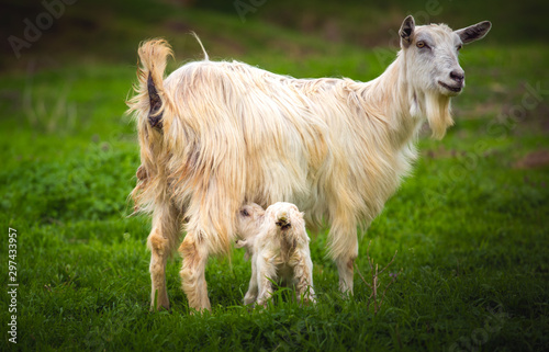 white goat