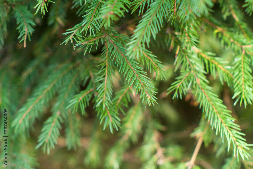 branch of a tree with needles branch of a tree with needles