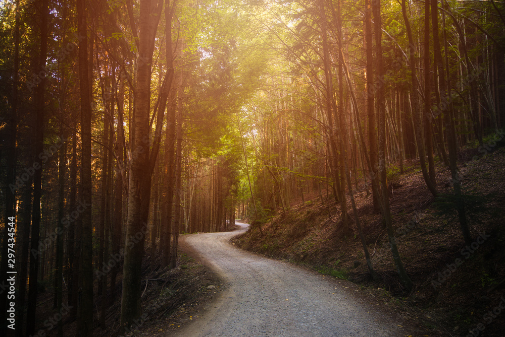 Fototapeta premium road in the forest