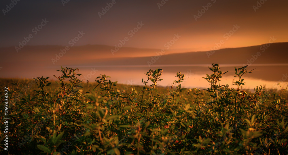 Obraz premium sunset over a field