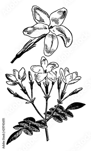 Jasminum grandiflorum vintage illustration.