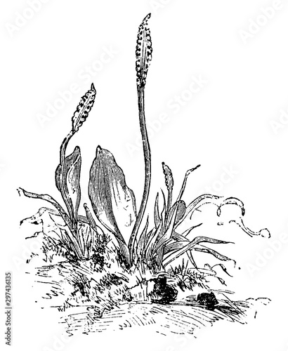 Ophioglossum Vulgatum Ambiguum vintage illustration. photo