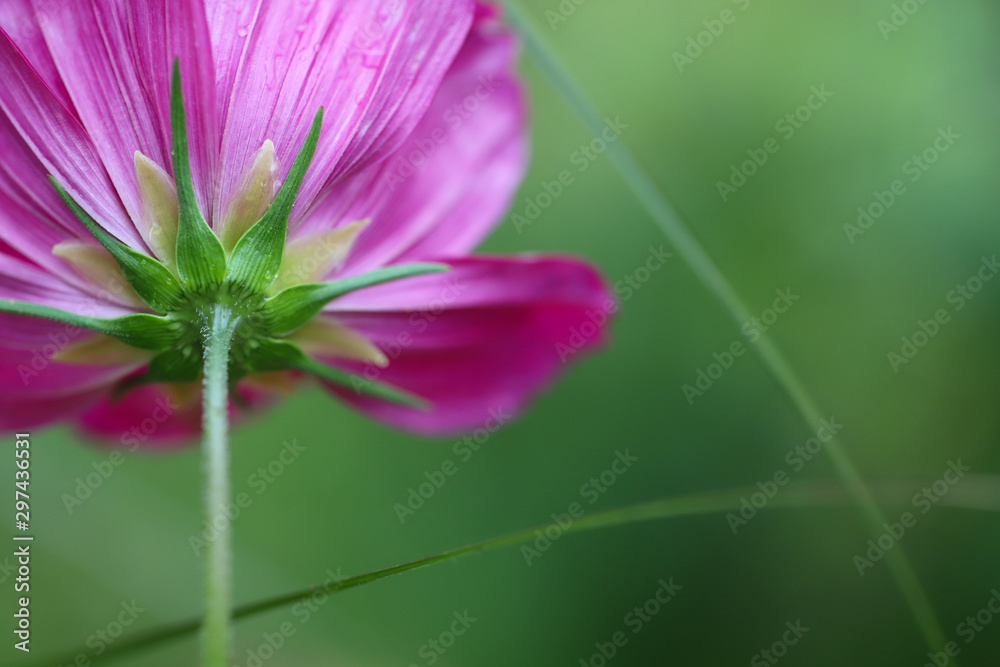 Beautiful bokeh highlights this fuchsia cosmo against a spruce green background Beautiful bokeh highlights this fuchsia cosmo against a spruce green background