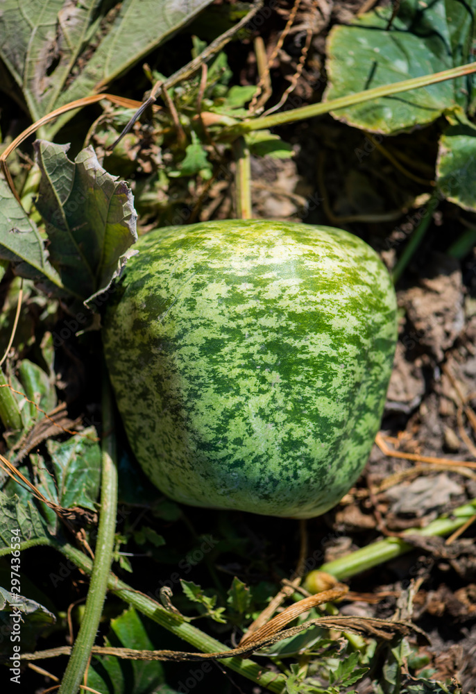 Obraz premium pumpkin patch crops, variety of gourds in field on the vine, gardening, autumn harvest, harvest festival