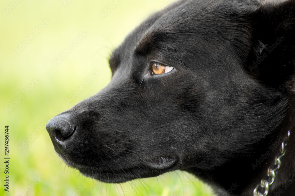 Perro Perro