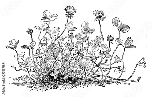 Trifolium Repens vintage il...