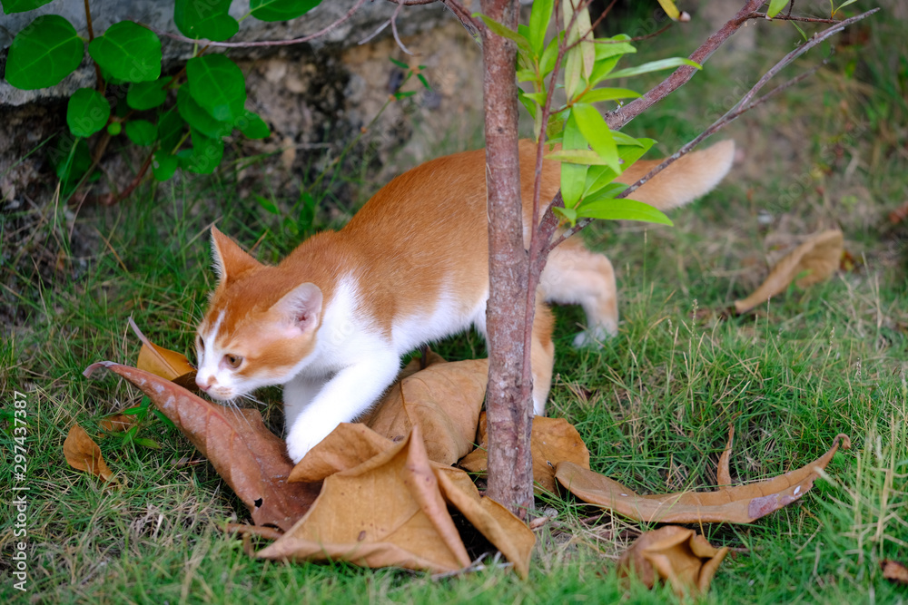 Street cats around the world - Indonesia, cute cate is hunting Street cats around the world - Indonesia, cute cate is hunting
