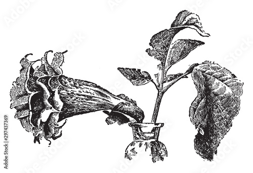 Datura Fastuosa vintage illustration.