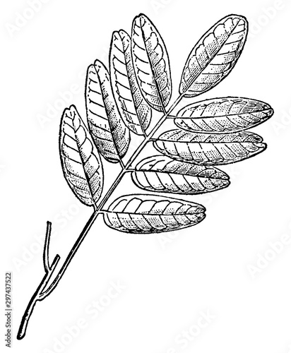 Pilocarpus Branch vintage illustration.