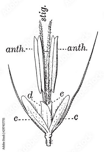 Vernal Grass vintage illustration.