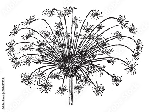 Tablou pe pânză Carrot Umbel vintage illustration.