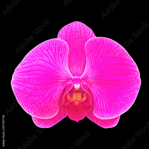 Pink orchid flower isolated on black background.