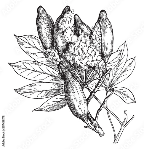 Leaves and Fruits of Silk Cotton Tree vintage illustration.