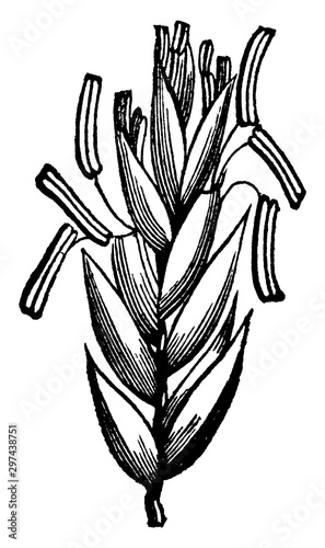 Goose Grass vintage illustration.