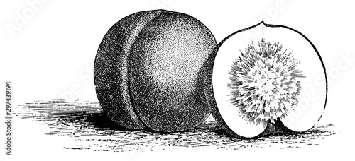 Clingstone Nectarine vintage illustration.