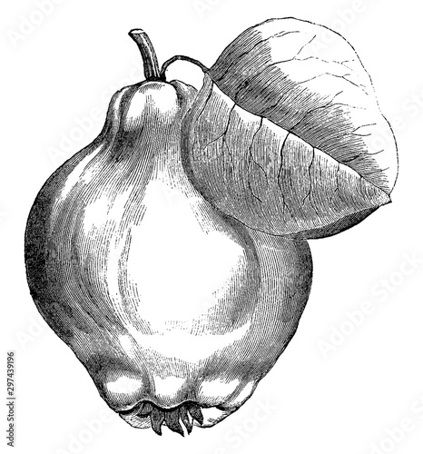 Photographie Portugal Quince Pear vintage illustration.