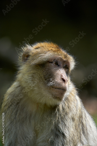 Barbary macaques portrait with a blurred background © Karoly