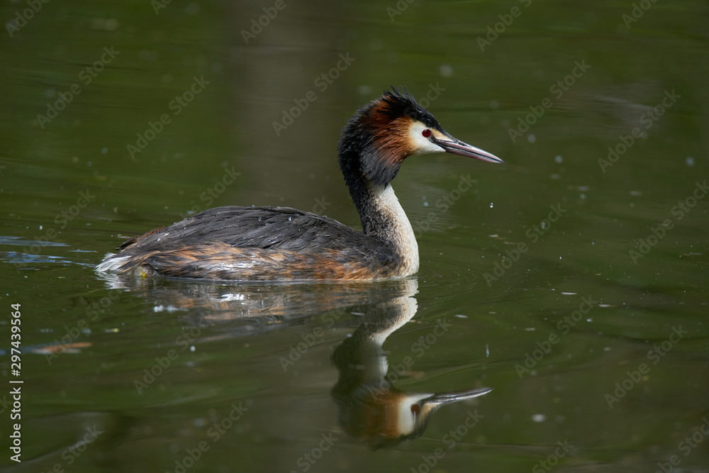 Crested grebe with reflection on the water  