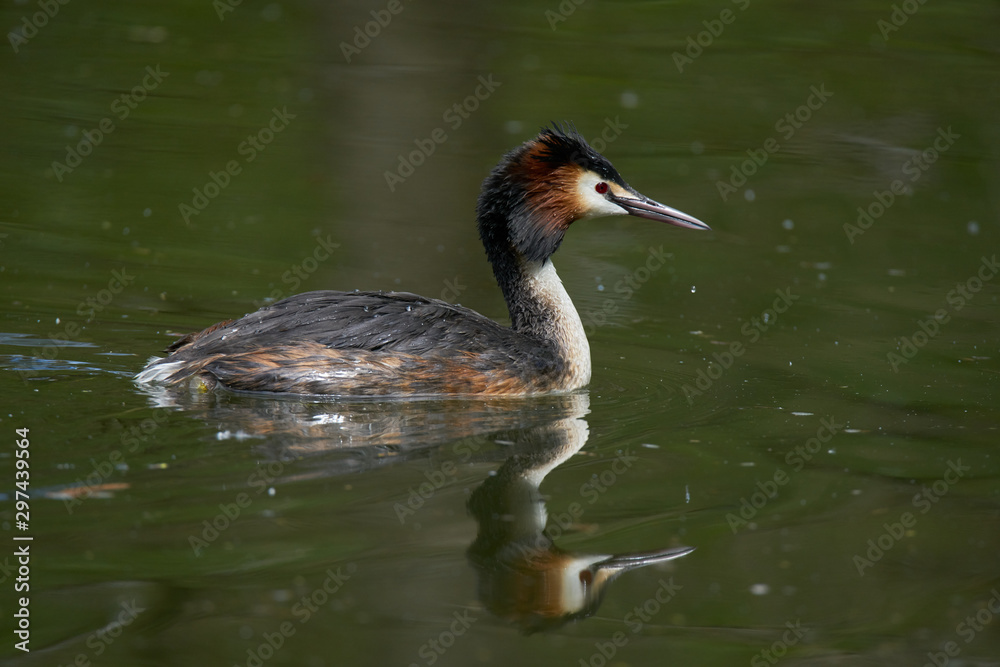 Crested grebe with reflection on the water Crested grebe with reflection on the water